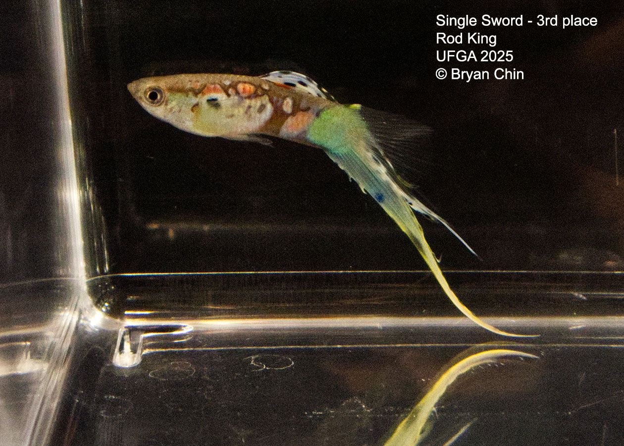 Guppy Single Swordtail